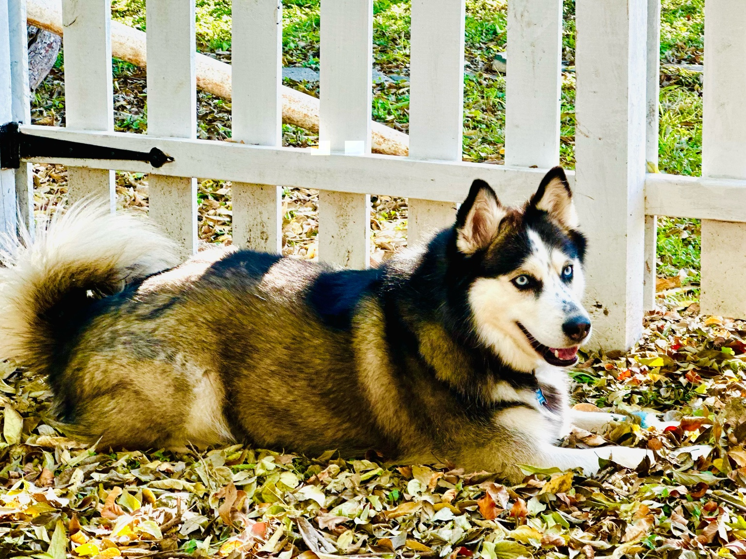 Photo of Nova the Husky Lying in the Leaves