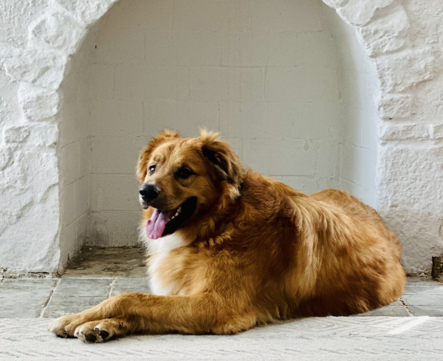 Photo of Ryan Reynolds the Dog smiling