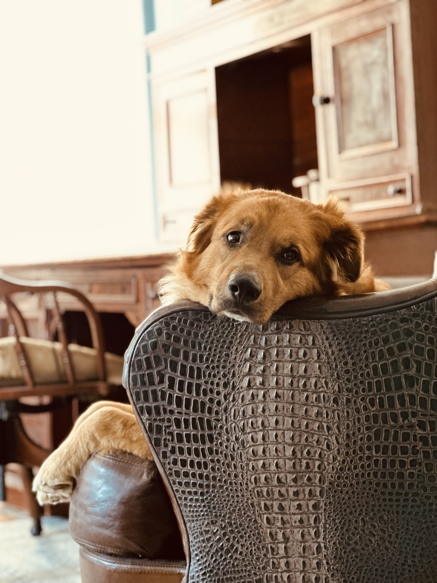 Photo of Ryan Reynolds the Dog making puppy dog eyes in a chair